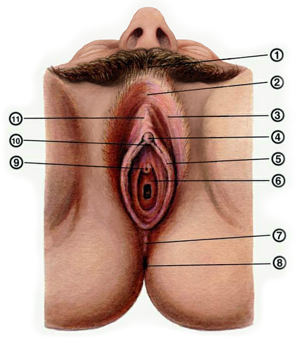 Swollen vagina and clitoris